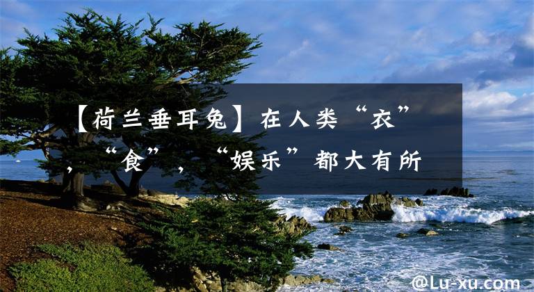 【荷兰垂耳兔】在人类“衣”，“食”，“娱乐”都大有所为的小动物——兔子