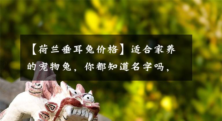 【荷兰垂耳兔价格】适合家养的宠物兔,你都知道名字吗,超软萌的垂耳兔你爱了吗