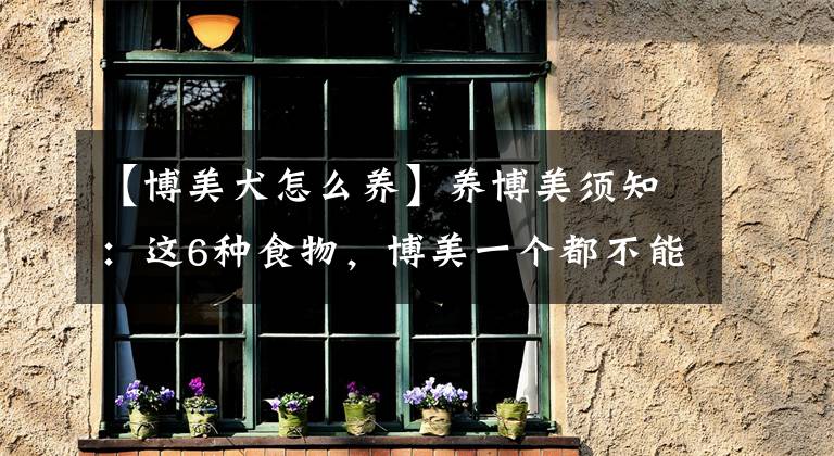 【博美犬怎么养】养博美须知：这6种食物，博美一个都不能吃