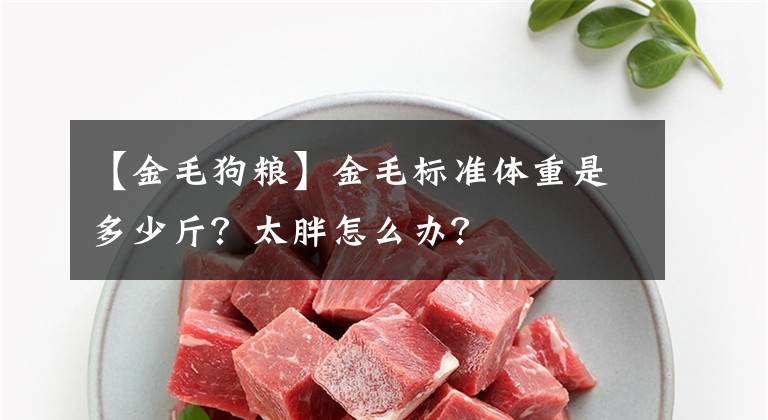 【金毛狗粮】金毛标准体重是多少斤?太胖怎么办?