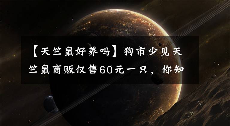 【天竺鼠好养吗】狗市少见天竺鼠商贩仅售60元一只，你知道这种宠物吗？