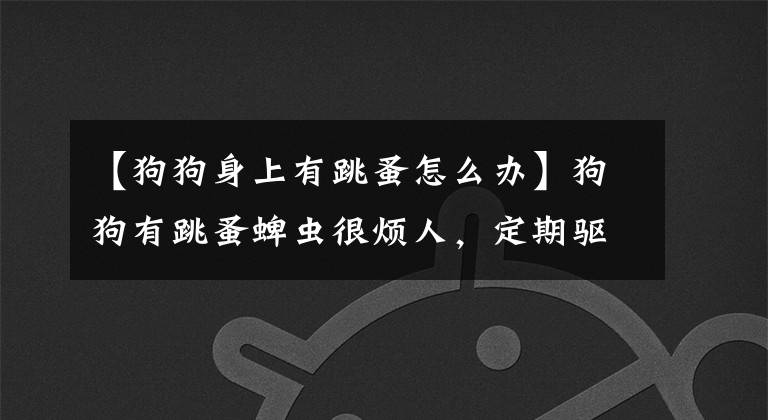【狗狗身上有跳蚤怎么办】狗狗有跳蚤蜱虫很烦人，定期驱虫即可，但如何正确使用驱虫药？