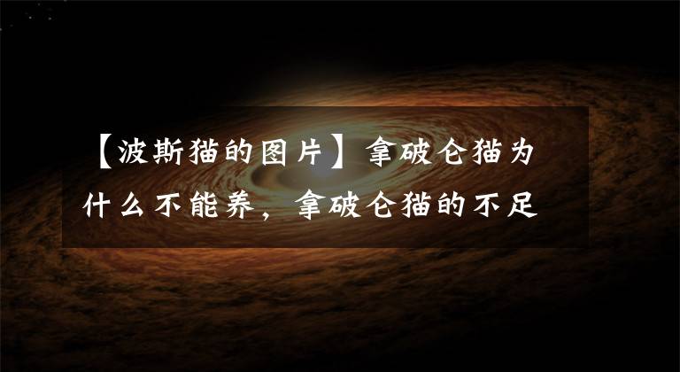 【波斯猫的图片】拿破仑猫为什么不能养，拿破仑猫的不足之处