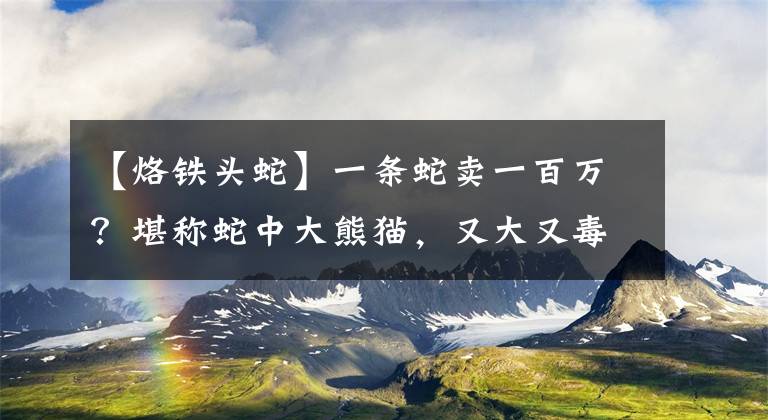 【烙铁头蛇】一条蛇卖一百万?堪称蛇中大熊猫,又大又毒且中国独有