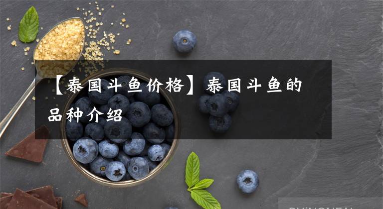 【泰国斗鱼价格】泰国斗鱼的品种介绍