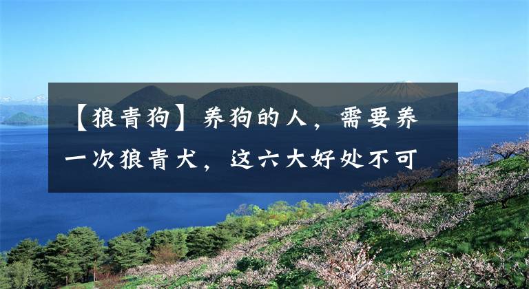 【狼青狗】养狗的人,需要养一次狼青犬,这六大好处不可忽略