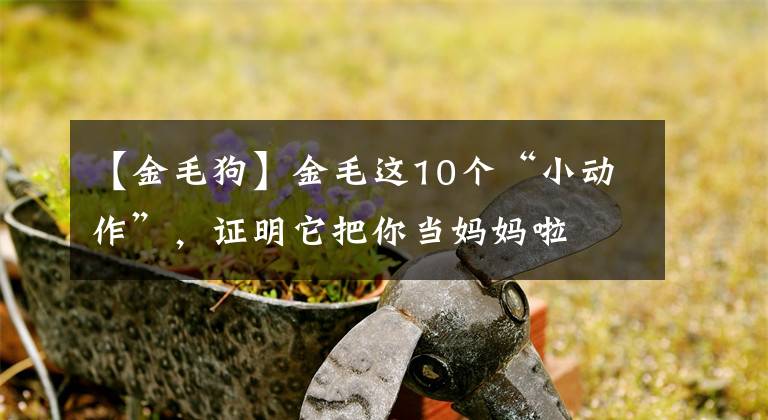 【金毛狗】金毛这10个“小动作”，证明它把你当妈妈啦
