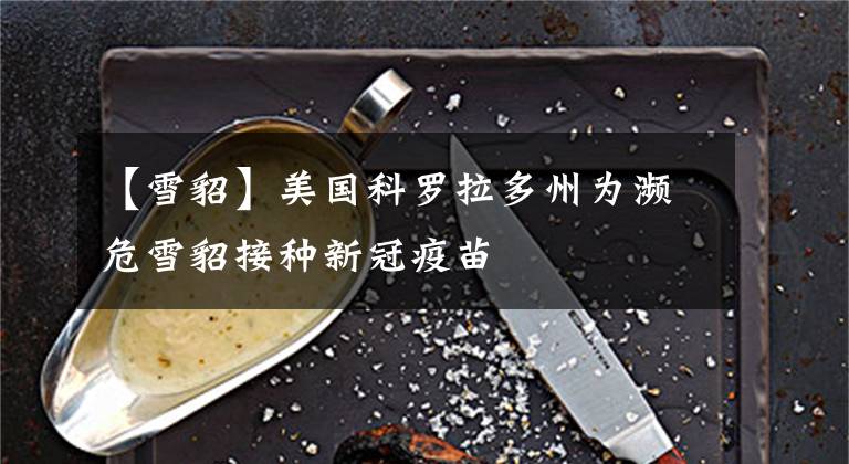 【雪貂】美国科罗拉多州为濒危雪貂接种新冠疫苗