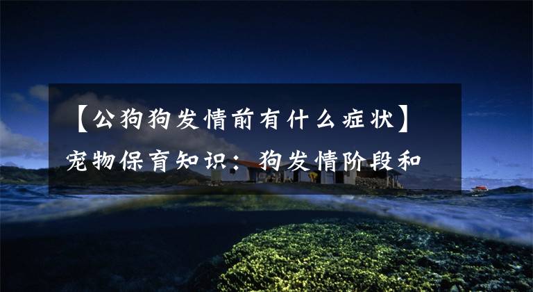 【公狗狗发情前有什么症状】宠物保育知识:狗发情阶段和发情症状