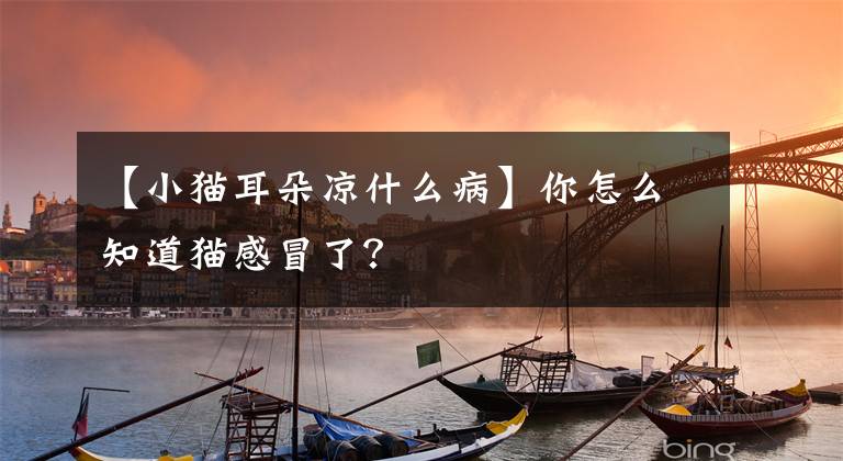 【小猫耳朵凉什么病】你怎么知道猫感冒了?