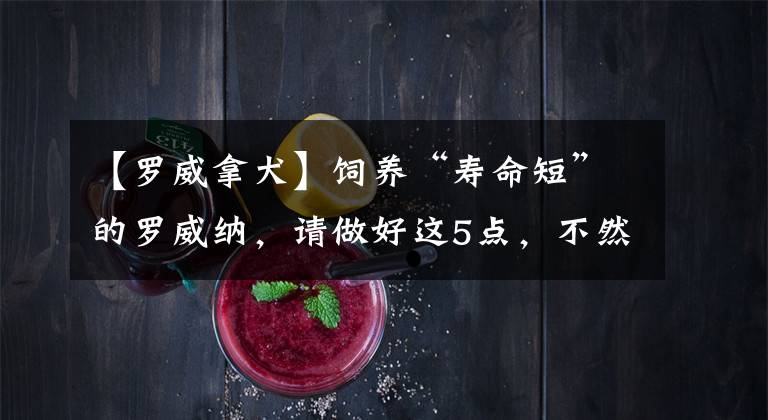 【罗威拿犬】饲养“寿命短”的罗威纳，请做好这5点，不然别养