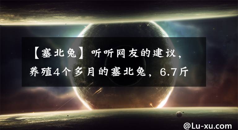 【塞北兔】听听网友的建议，养殖4个多月的塞北兔，6.7斤重，能繁殖配种吗？