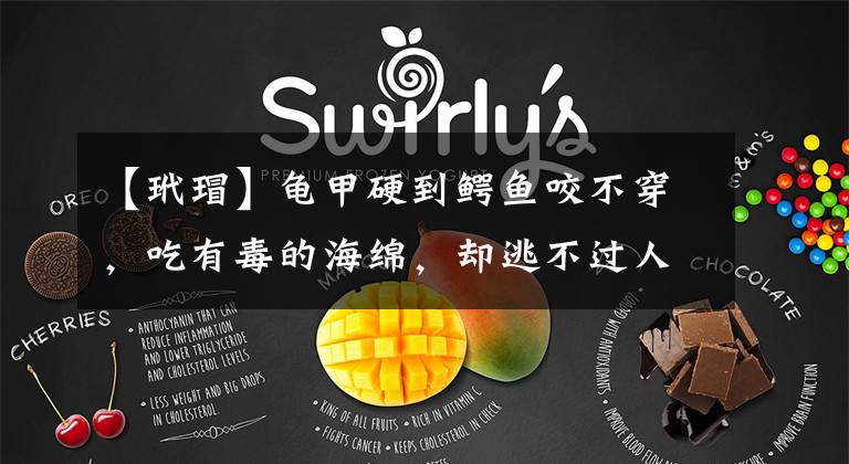 【玳瑁】龟甲硬到鳄鱼咬不穿，吃有毒的海绵，却逃不过人类对玳瑁的追求