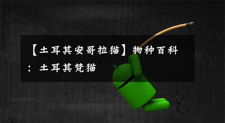 【土耳其安哥拉猫】物种百科:土耳其梵猫