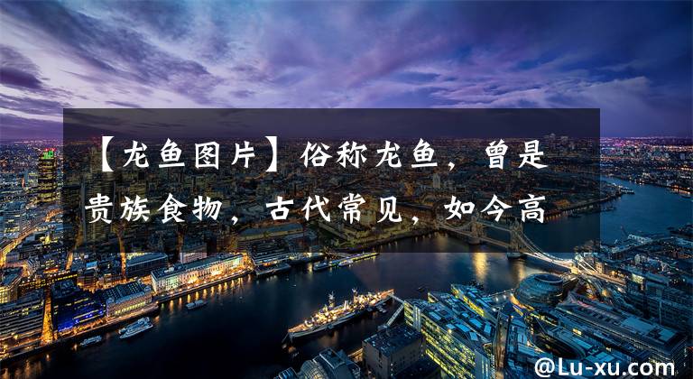 【龙鱼图片】俗称龙鱼，曾是贵族食物，古代常见，如今高价都买不到，啥原因？