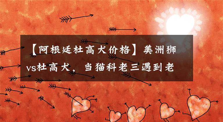 【阿根廷杜高犬价格】美洲狮vs杜高犬，当猫科老三遇到老虎克星，谁会笑到最后？