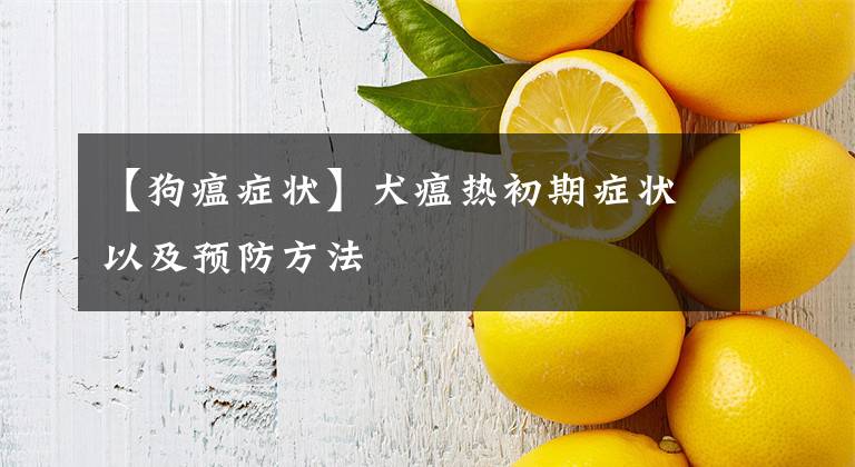 【狗瘟症状】犬瘟热初期症状以及预防方法