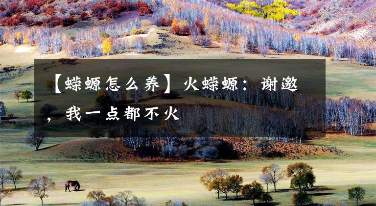 【蝾螈怎么养】火蝾螈:谢邀,我一点都不火