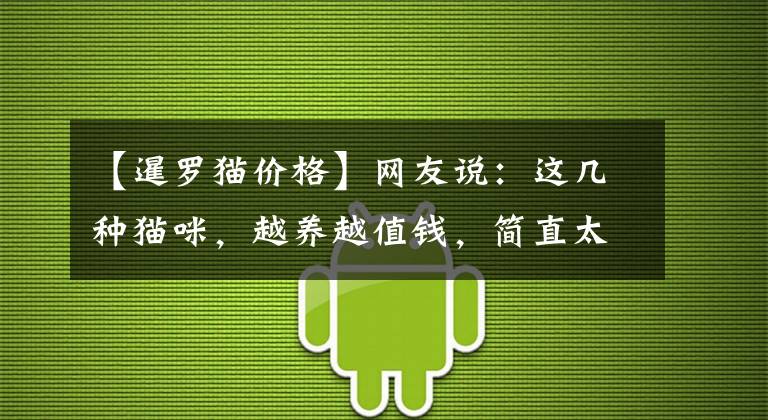 【暹罗猫价格】网友说:这几种猫咪,越养越值钱,简直太上瘾