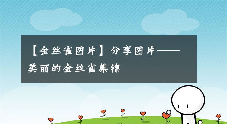 【金丝雀图片】分享图片——美丽的金丝雀集锦