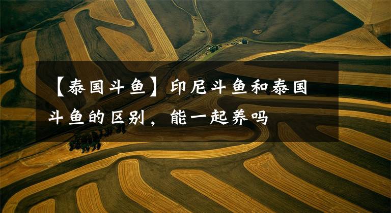 【泰国斗鱼】印尼斗鱼和泰国斗鱼的区别，能一起养吗