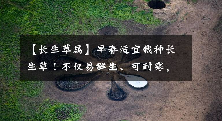 【长生草属】早春适宜栽种长生草！不仅易群生、可耐寒，而且寓意好、一季一景