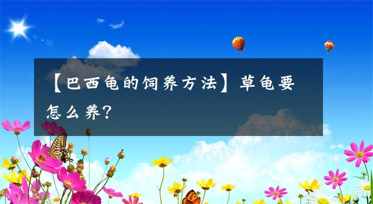 【巴西龟的饲养方法】草龟要怎么养？