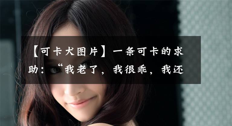 【可卡犬图片】一条可卡的求助：“我老了，我很乖，我还想活，谁来领我”