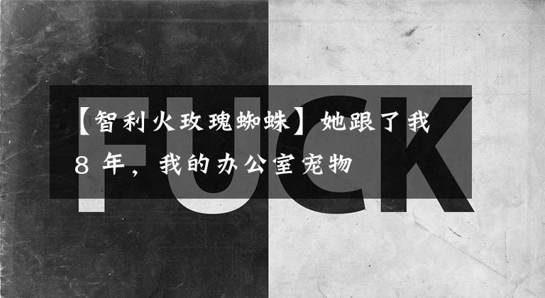【智利火玫瑰蜘蛛】她跟了我 8 年，我的办公室宠物