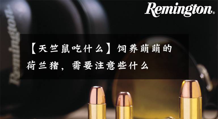 【天竺鼠吃什么】饲养萌萌的荷兰猪，需要注意些什么