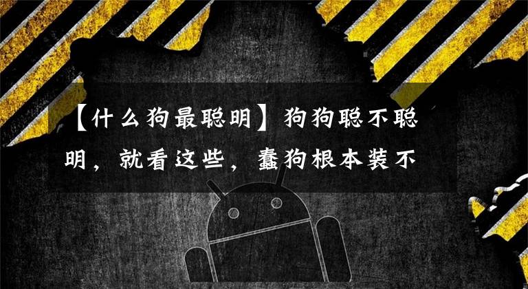 【什么狗最聪明】狗狗聪不聪明，就看这些，蠢狗根本装不出来