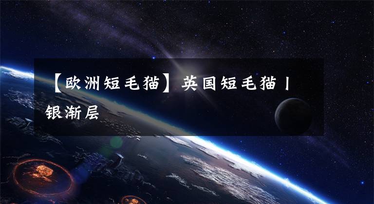 【欧洲短毛猫】英国短毛猫丨银渐层