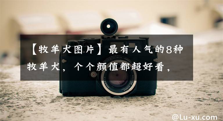 【牧羊犬图片】最有人气的8种牧羊犬,个个颜值都超好看,你能认全吗?