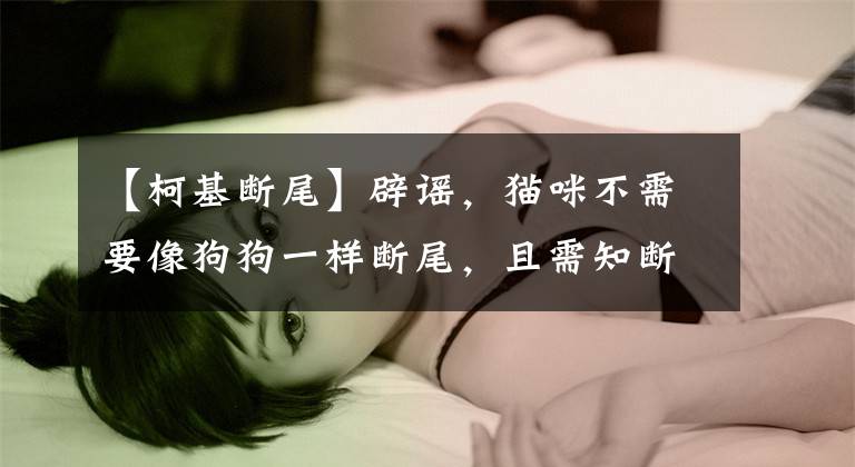 【柯基断尾】辟谣，猫咪不需要像狗狗一样断尾，且需知断尾本身就是千古谣言