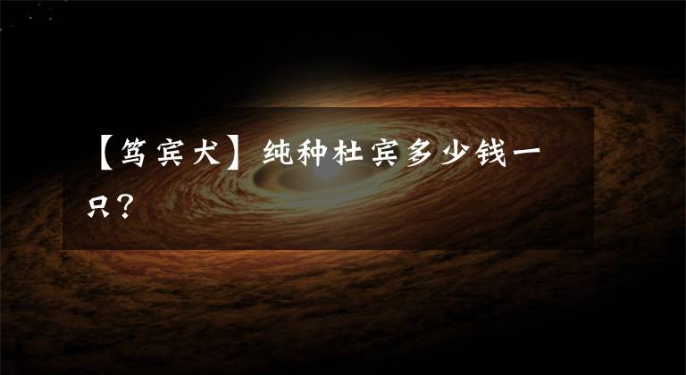 【笃宾犬】纯种杜宾多少钱一只?