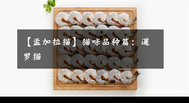 【孟加拉猫】猫咪品种篇：暹罗猫