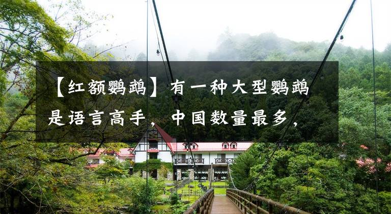 【红额鹦鹉】有一种大型鹦鹉是语言高手，中国数量最多，待遇比田园犬好多了