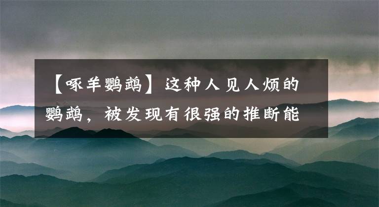 【啄羊鹦鹉】这种人见人烦的鹦鹉，被发现有很强的推断能力，下一任地球霸主？
