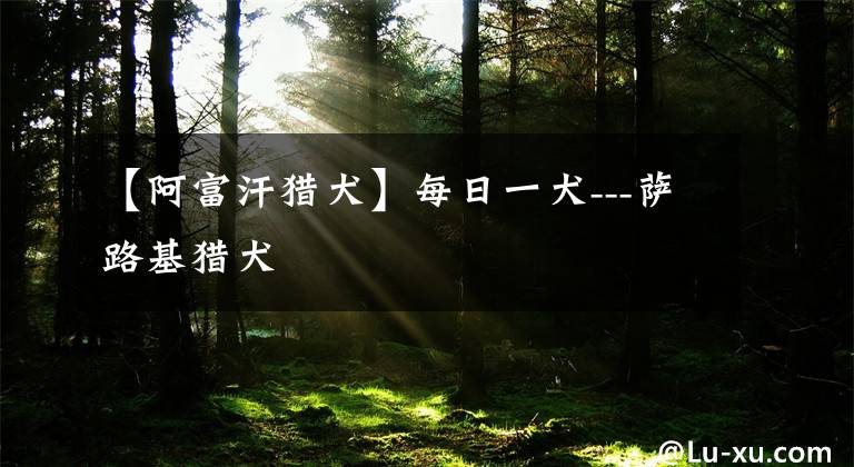 【阿富汗猎犬】每日一犬---萨路基猎犬