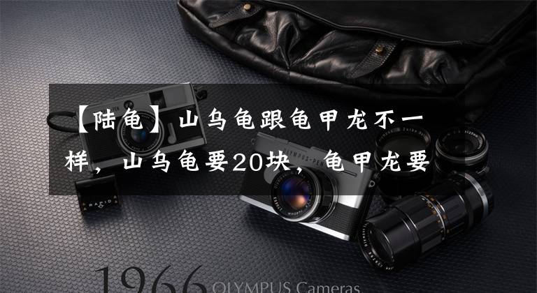 【陆龟】山乌龟跟龟甲龙不一样，山乌龟要20块，龟甲龙要40块，小心被骗