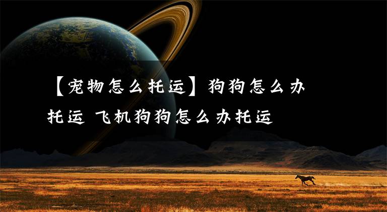 【宠物怎么托运】狗狗怎么办托运 飞机狗狗怎么办托运