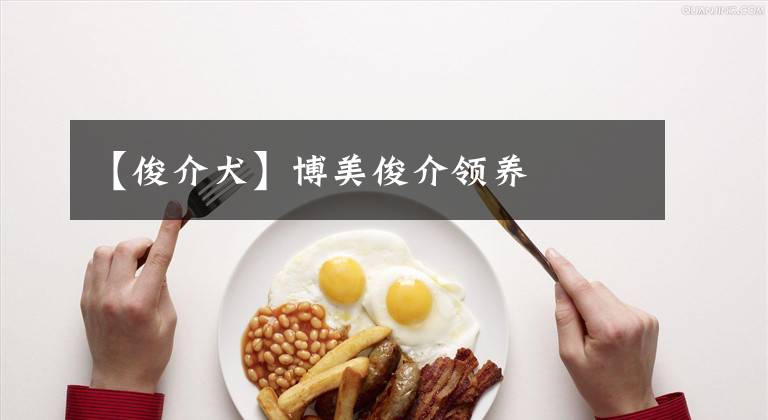 【俊介犬】博美俊介领养