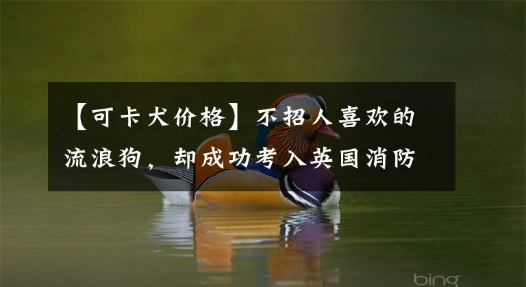 【可卡犬价格】不招人喜欢的流浪狗，却成功考入英国消防队，准备要立大功啦