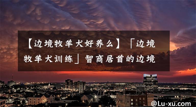 【边境牧羊犬好养么】「边境牧羊犬训练」智商居首的边境牧羊犬训练