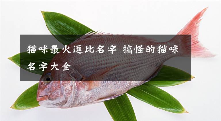 猫咪最火逗比名字 搞怪的猫咪名字大全