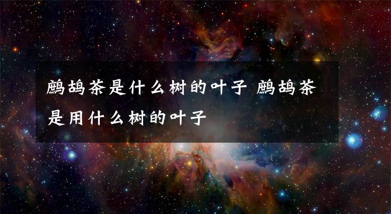 鹧鸪茶是什么树的叶子 鹧鸪茶是用什么树的叶子