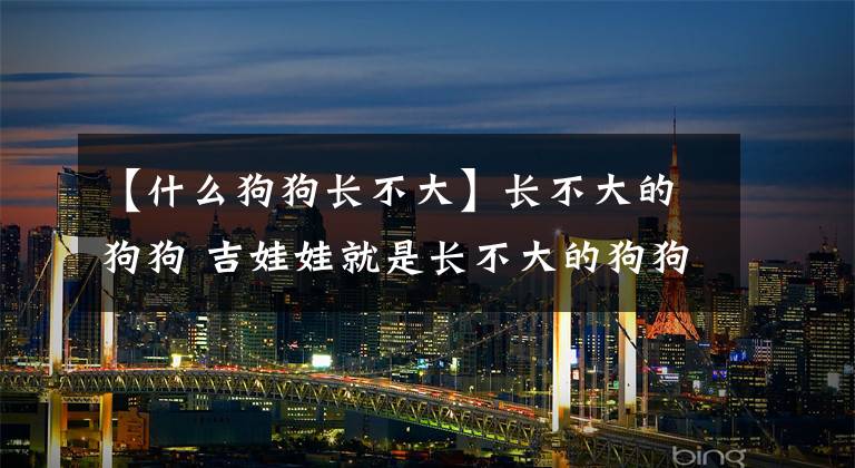 【什么狗狗长不大】长不大的狗狗 吉娃娃就是长不大的狗狗