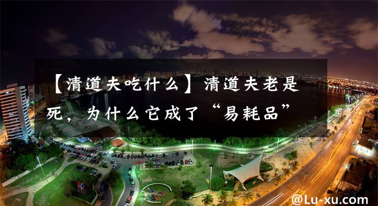 【清道夫吃什么】清道夫老是死,为什么它成了“易耗品”了?