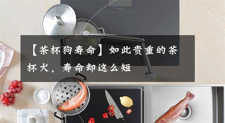 【茶杯狗寿命】如此贵重的茶杯犬,寿命却这么短