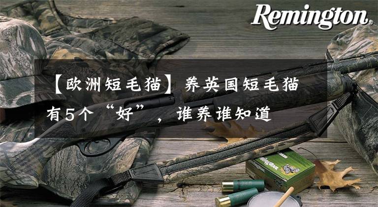 【欧洲短毛猫】养英国短毛猫有5个“好”，谁养谁知道